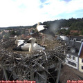 17_55-nest.jpg