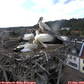 18_00-nest.jpg