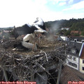 18_05-nest.jpg