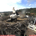 18_10-nest.jpg