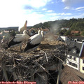 18_15-nest.jpg