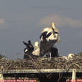 18_20-mast.jpg