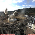 18_20-nest.jpg