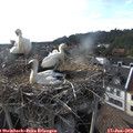 18_25-nest.jpg