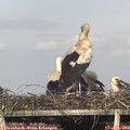 18_30-mast.jpg