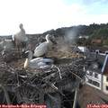 18_30-nest.jpg