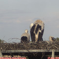 18_35-mast.jpg