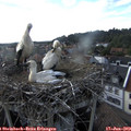 18_35-nest.jpg