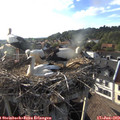 18_40-nest.jpg