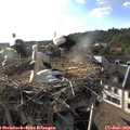 18_45-nest.jpg