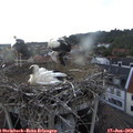 18_50-nest.jpg