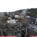 18_55-nest.jpg