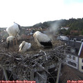 19_00-nest.jpg