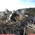 19_05-nest.jpg