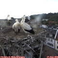 19_10-nest.jpg