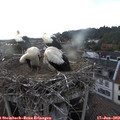 19_15-nest.jpg