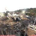 19_20-nest.jpg