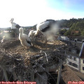 19_25-nest.jpg