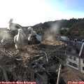 19_30-nest.jpg