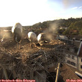 19_35-nest.jpg