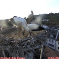 19_45-nest.jpg