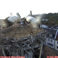 19_50-nest.jpg