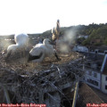 19_55-nest.jpg