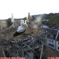 20_00-nest.jpg