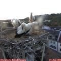 20_05-nest.jpg