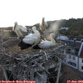 20_10-nest.jpg