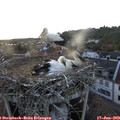 20_15-nest.jpg