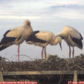 20_30-mast.jpg