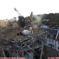 20_30-nest.jpg