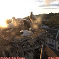 20_35-nest.jpg