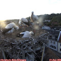 20_40-nest.jpg