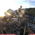 20_45-nest.jpg