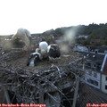 21_05-nest.jpg