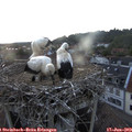 21_10-nest.jpg