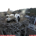 21_15-nest.jpg