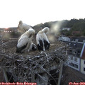 21_20-nest.jpg