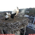 05_20-nest.jpg