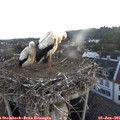 05_25-nest.jpg