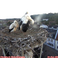 05_30-nest.jpg