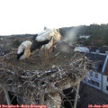 05_35-nest.jpg