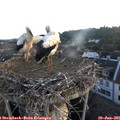 05_40-nest.jpg