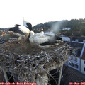 05_45-nest.jpg