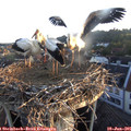 05_50-nest.jpg