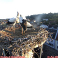 05_55-nest.jpg