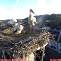 06_05-nest.jpg