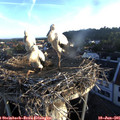 06_10-nest.jpg